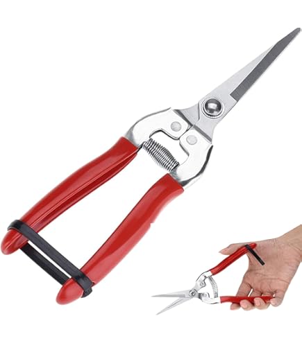 Amazon | 剪定鋏 摘果鋏 ステンレス ステンレス 芽切鋏 摘果鋏 摘果